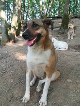 MISA, Hund, Mischlingshund in Bacharach - Bild 10