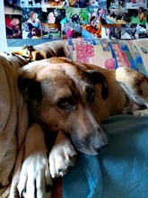 MISA, Hund, Mischlingshund in Bacharach - Bild 11