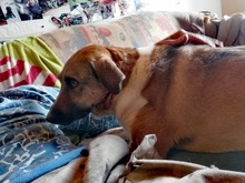 MISA, Hund, Mischlingshund in Bacharach - Bild 12