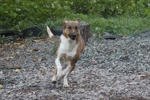 MISA, Hund, Mischlingshund in Bacharach - Bild 13