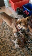 MISA, Hund, Mischlingshund in Bacharach - Bild 18