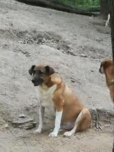 MISA, Hund, Mischlingshund in Bacharach - Bild 8
