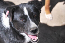 SHEELA, Hund, Mischlingshund in Bulgarien - Bild 1