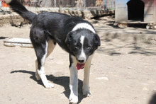 SHEELA, Hund, Mischlingshund in Bulgarien - Bild 2