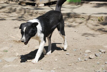 SHEELA, Hund, Mischlingshund in Bulgarien - Bild 4