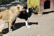 SHEELA, Hund, Mischlingshund in Bulgarien - Bild 5