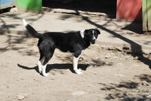 SHEELA, Hund, Mischlingshund in Bulgarien - Bild 6
