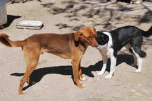 SHEELA, Hund, Mischlingshund in Bulgarien - Bild 7