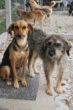 CARI, Hund, Mittelschnauzer-Mix in Bulgarien - Bild 2