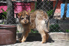 CARI, Hund, Mittelschnauzer-Mix in Bulgarien - Bild 4