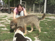 CARI, Hund, Mittelschnauzer-Mix in Bulgarien - Bild 5