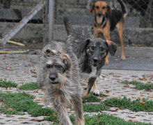 CARI, Hund, Mittelschnauzer-Mix in Bulgarien - Bild 6