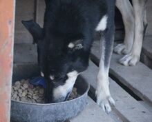 YASHIM, Hund, Mischlingshund in Italien - Bild 12