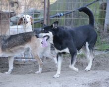 YASHIM, Hund, Mischlingshund in Italien - Bild 13
