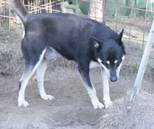 YASHIM, Hund, Mischlingshund in Italien - Bild 14