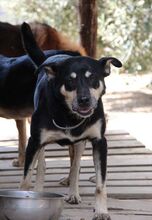 YASHIM, Hund, Mischlingshund in Italien - Bild 4