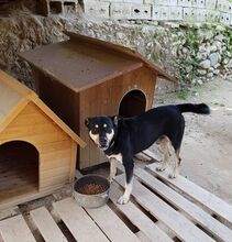 YASHIM, Hund, Mischlingshund in Italien - Bild 8