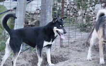 YASHIM, Hund, Mischlingshund in Italien - Bild 9