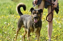 FRANZ, Hund, Mischlingshund in Endlichhofen - Bild 13