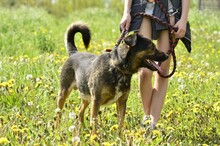FRANZ, Hund, Mischlingshund in Endlichhofen - Bild 14