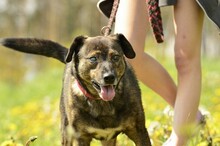 FRANZ, Hund, Mischlingshund in Endlichhofen - Bild 15