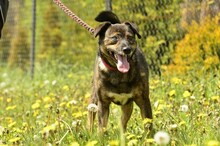 FRANZ, Hund, Mischlingshund in Endlichhofen - Bild 16