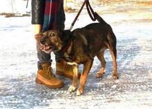 FRANZ, Hund, Mischlingshund in Endlichhofen - Bild 3