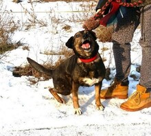 FRANZ, Hund, Mischlingshund in Endlichhofen - Bild 4