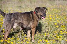 FRANZ, Hund, Mischlingshund in Endlichhofen - Bild 6