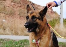 ILMO, Hund, Deutscher Schäferhund in Spanien - Bild 1