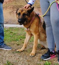 ILMO, Hund, Deutscher Schäferhund in Spanien - Bild 3