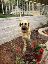 TOFFI, Hund, Kangal-Mix in Griechenland - Bild 10