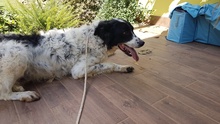 VITO, Hund, Mischlingshund in Italien - Bild 3
