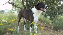 DINGO, Hund, Mischlingshund in Spanien - Bild 3