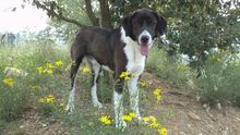 DINGO, Hund, Mischlingshund in Spanien - Bild 4
