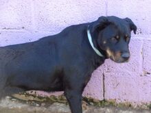 TROYA, Hund, Mischlingshund in Spanien - Bild 4