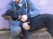TROYA, Hund, Mischlingshund in Spanien - Bild 5