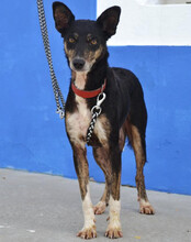MIMI, Hund, Mischlingshund in Portugal - Bild 2