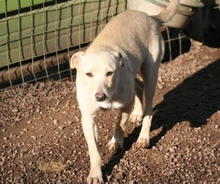 TRIXI, Hund, Mischlingshund in Italien - Bild 3