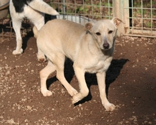 TRIXI, Hund, Mischlingshund in Italien - Bild 4