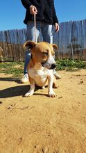 SHELBY, Hund, Mischlingshund in Spanien - Bild 10