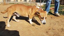 SHELBY, Hund, Mischlingshund in Spanien - Bild 12