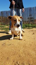 SHELBY, Hund, Mischlingshund in Spanien - Bild 13