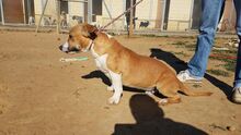 SHELBY, Hund, Mischlingshund in Spanien - Bild 15