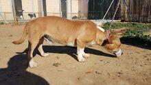 SHELBY, Hund, Mischlingshund in Spanien - Bild 16