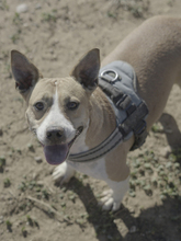 SHELBY, Hund, Mischlingshund in Spanien - Bild 18