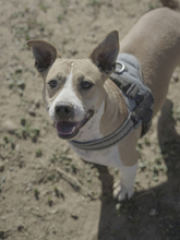 SHELBY, Hund, Mischlingshund in Spanien - Bild 19