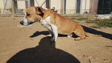 SHELBY, Hund, Mischlingshund in Spanien - Bild 7