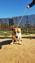 SHELBY, Hund, Mischlingshund in Spanien - Bild 8