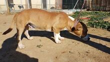 SHELBY, Hund, Mischlingshund in Spanien - Bild 9